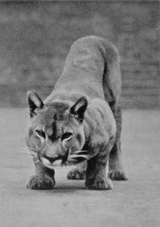 PUMA.