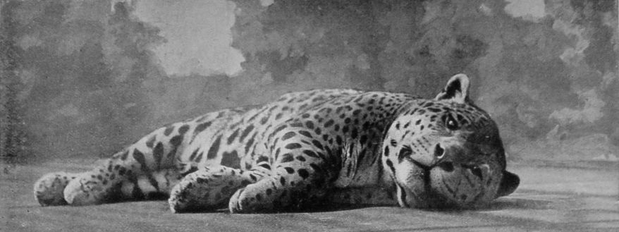 JAGUAR.