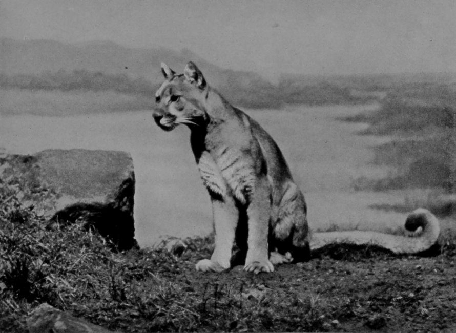 FEMALE PUMA.