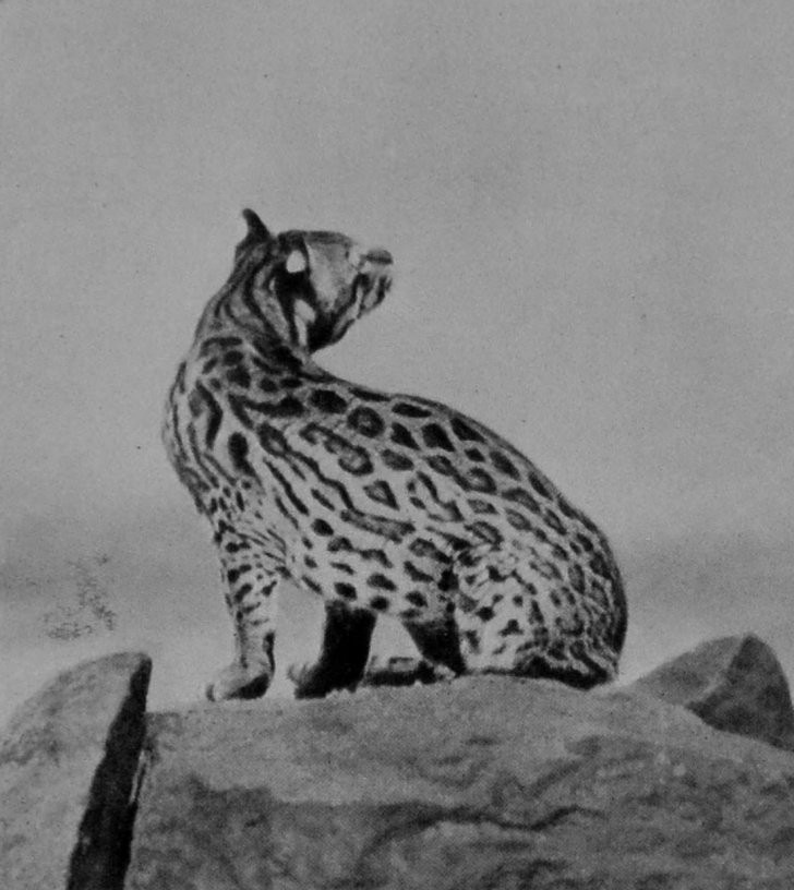 OCELOT.
