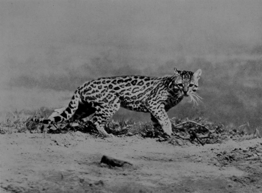 OCELOT FROM CENTRAL AMERICA.