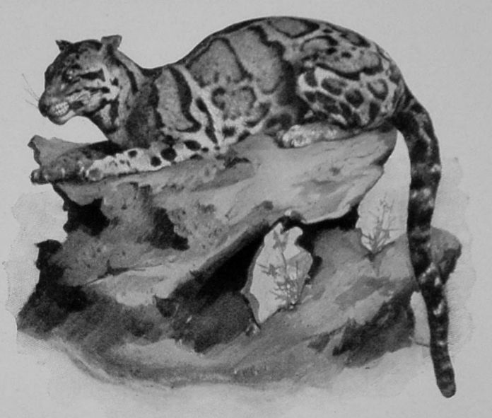 CLOUDED LEOPARD.