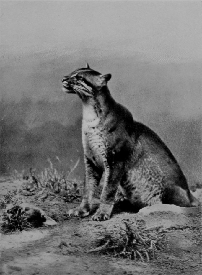 GOLDEN CAT.