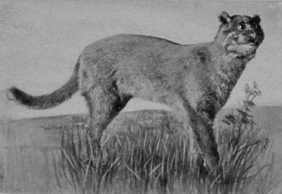 BAY CAT.