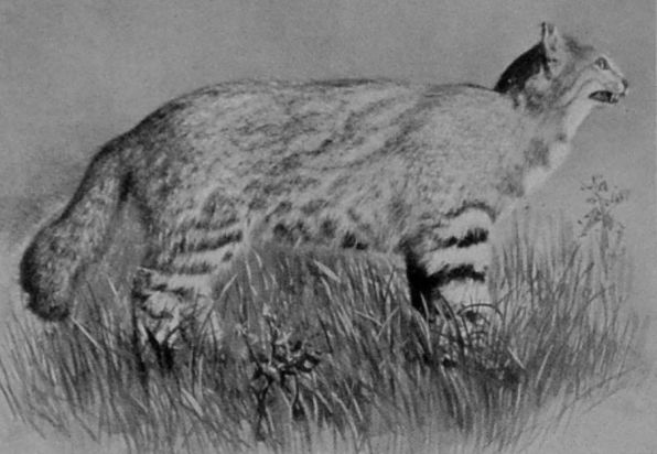 PAMPAS-CAT.
