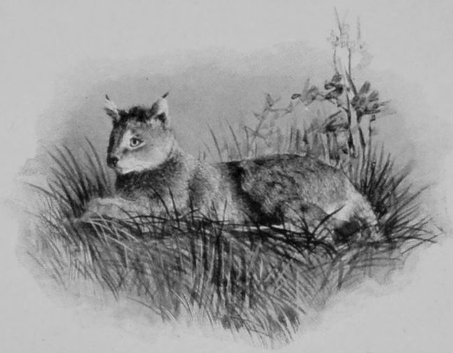 AFRICAN CHAUS, OR JUNGLE-CAT.