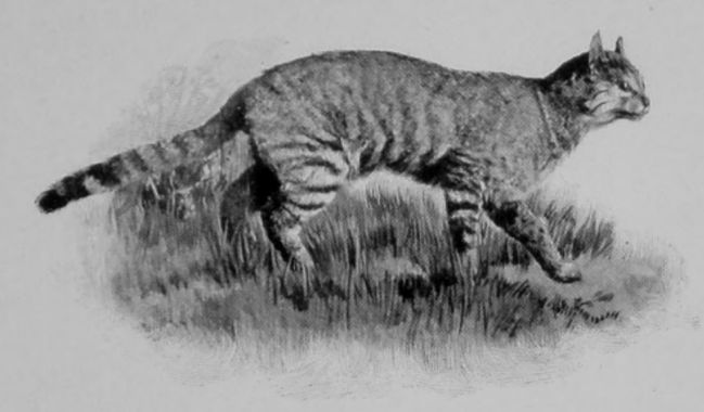 KAFFIR CAT.