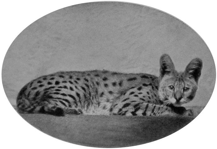 SERVAL.