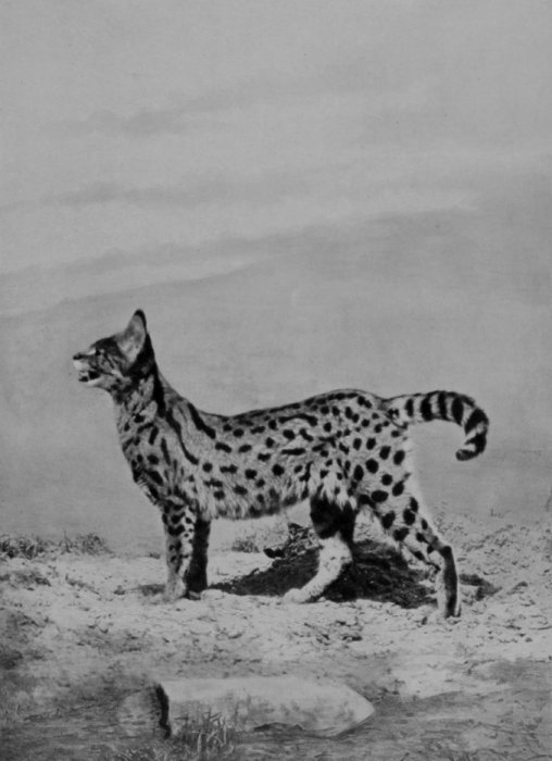 MALE SERVAL.