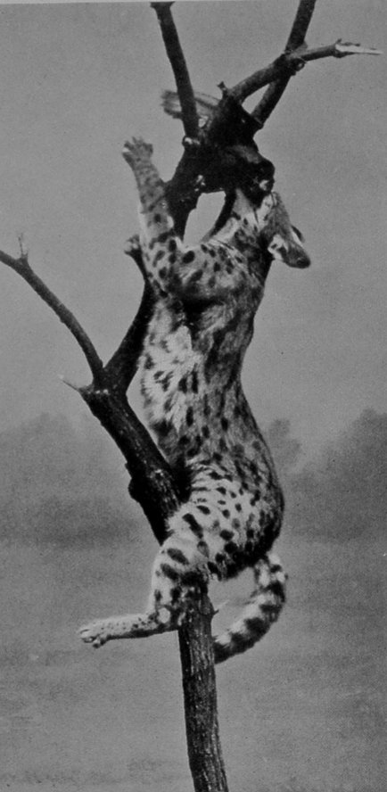 SERVAL CLIMBING.
