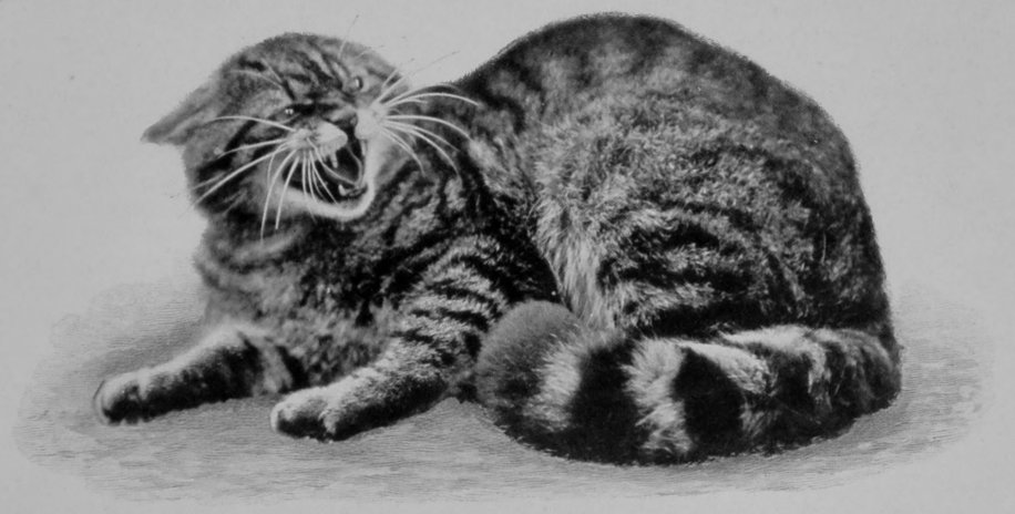 EUROPEAN WILD CAT.