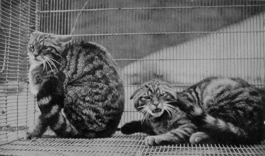 SCOTCH WILD CATS.