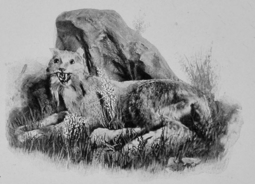 CANADIAN LYNX.