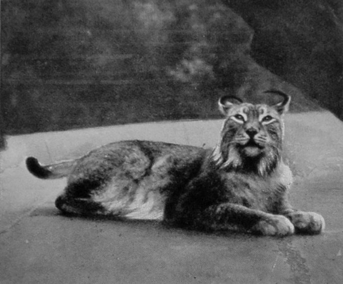 EUROPEAN LYNX.