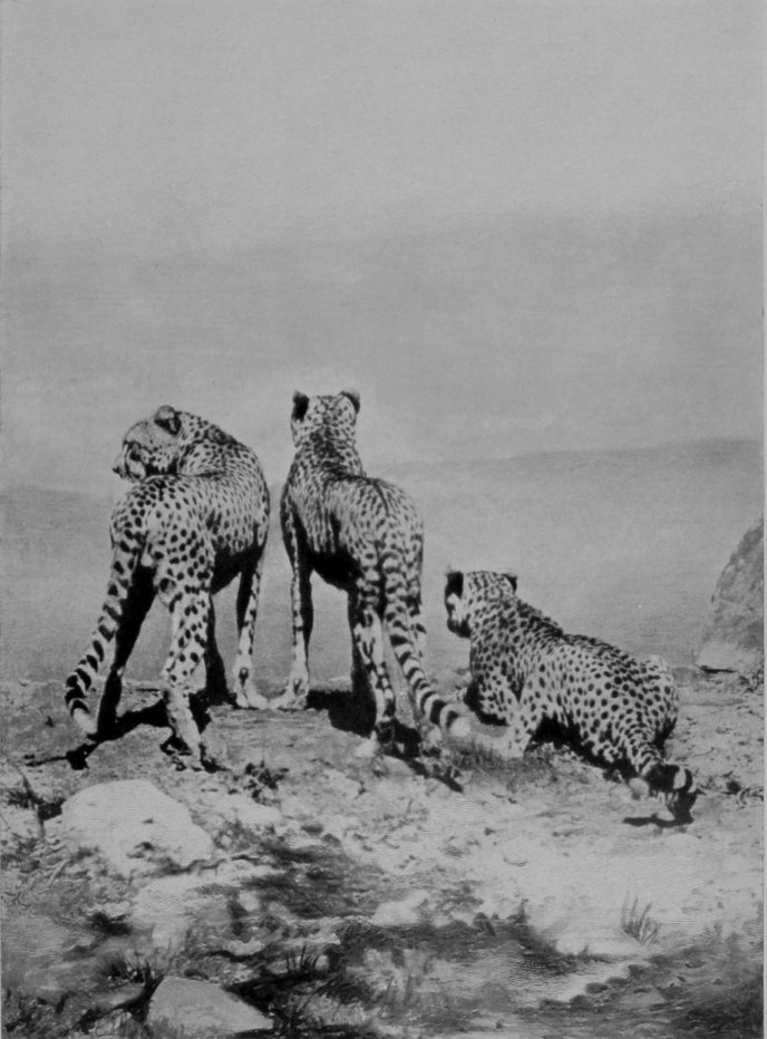 CHEETAS.