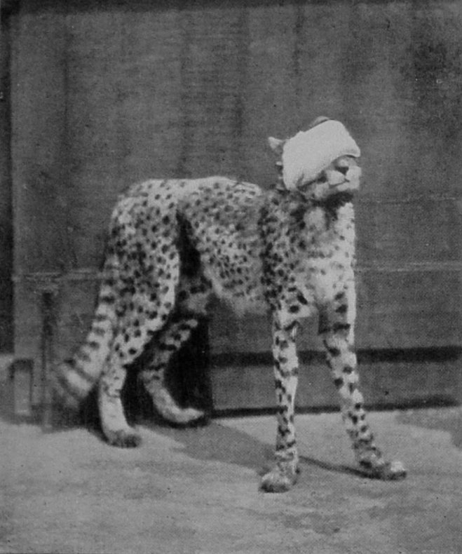 A CHEETA HOODED.