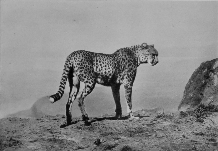 A CHEETA ON THE LOOK-OUT.