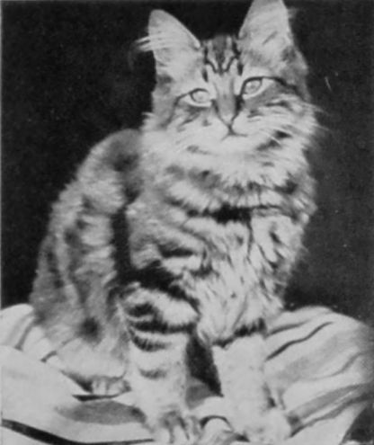 LONG-HAIRED TABBY.