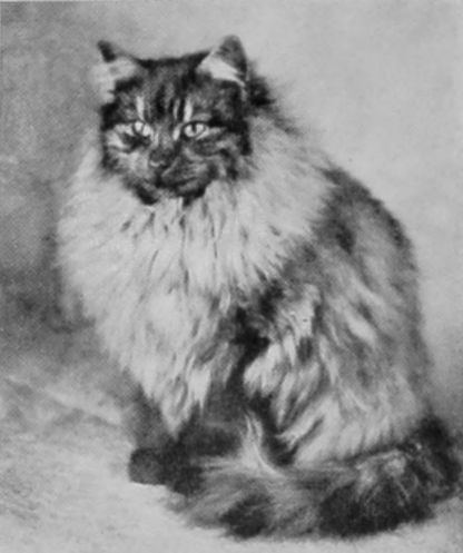 SMOKE LONG-HAIRED, OR PERSIAN.