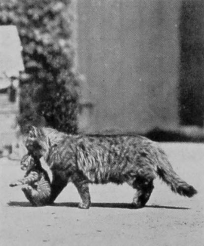 CAT CARRYING KITTEN.