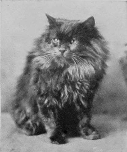 BLUE LONG-HAIRED, OR PERSIAN.