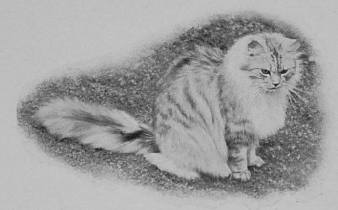 SILVER TABBY.
