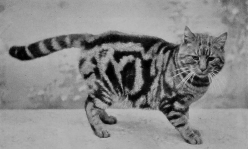 SHORT-HAIRED TABBY.