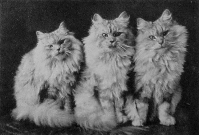 SILVER PERSIANS.