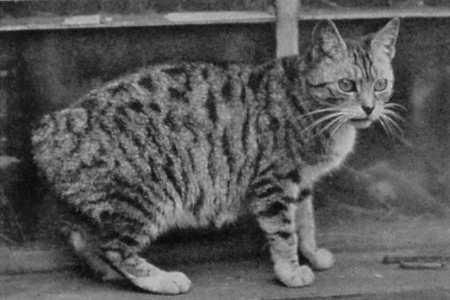MANX.
