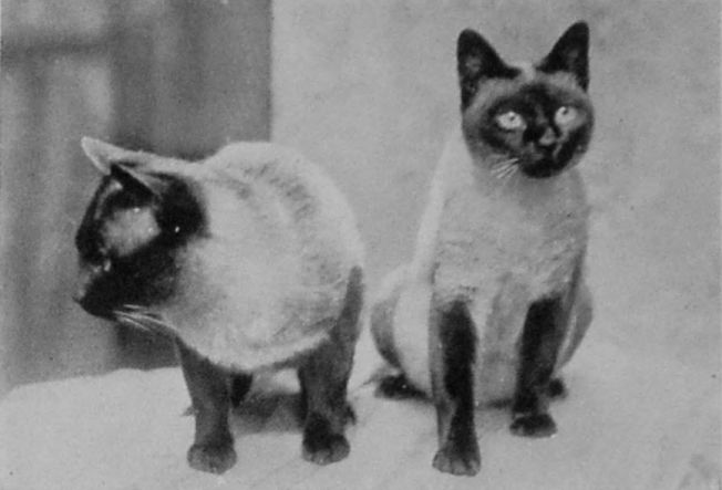 SIAMESE.