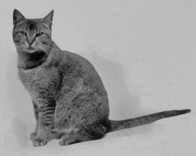 THE "BUN" OR "TICKED" SHORT-HAIRED CAT.
