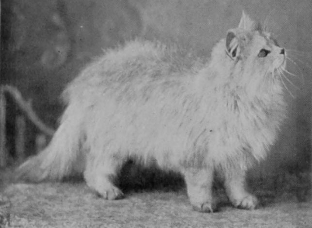LONG-HAIRED CHINCHILLA.