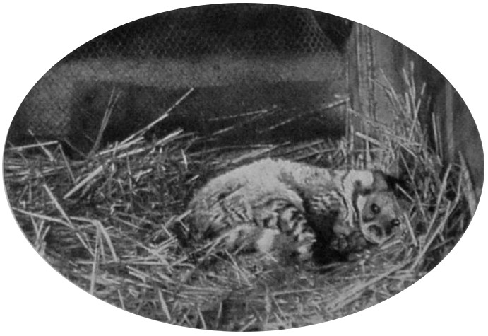 LARGE INDIAN CIVET.