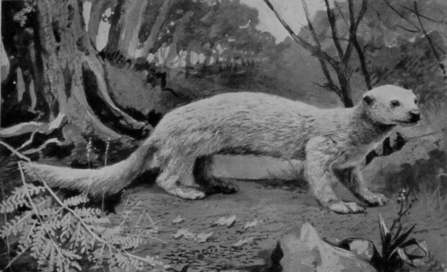 FOSSA.