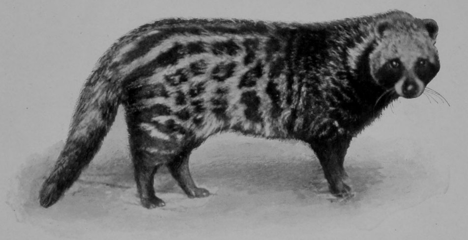 AFRICAN CIVET.