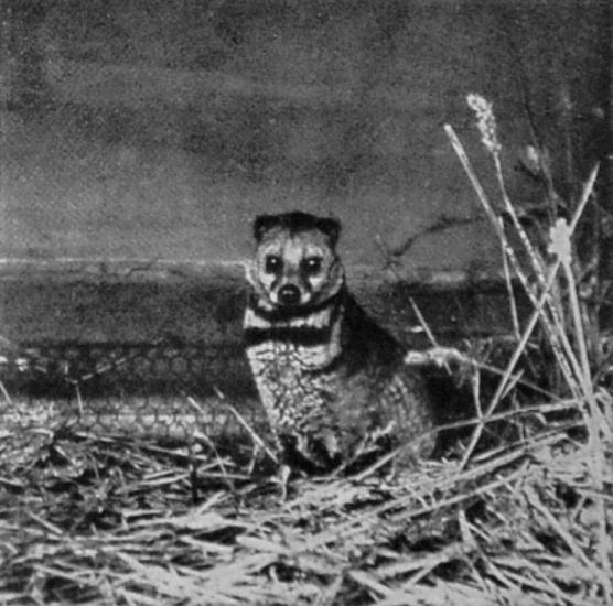 SUMATRAN CIVET.