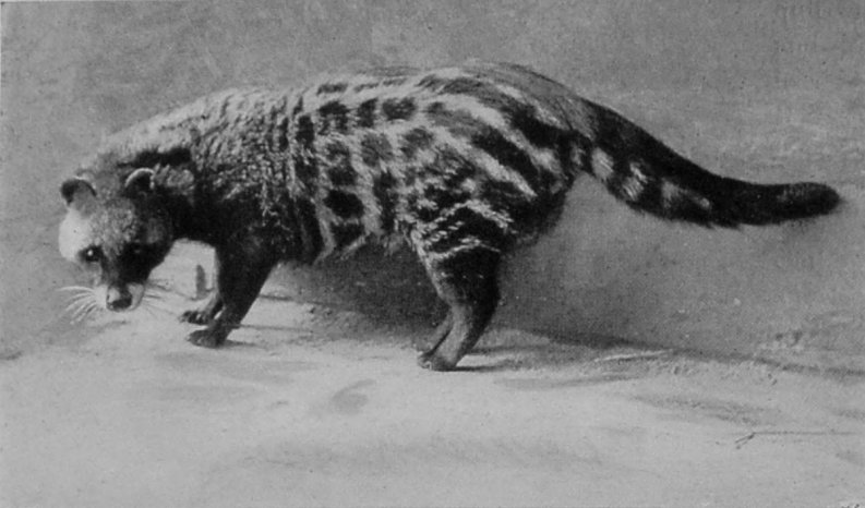 AFRICAN CIVET.