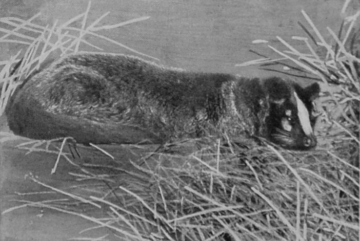MASKED PALM-CIVET.