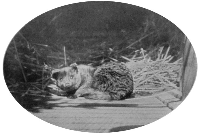 TWO-SPOTTED PALM-CIVET.