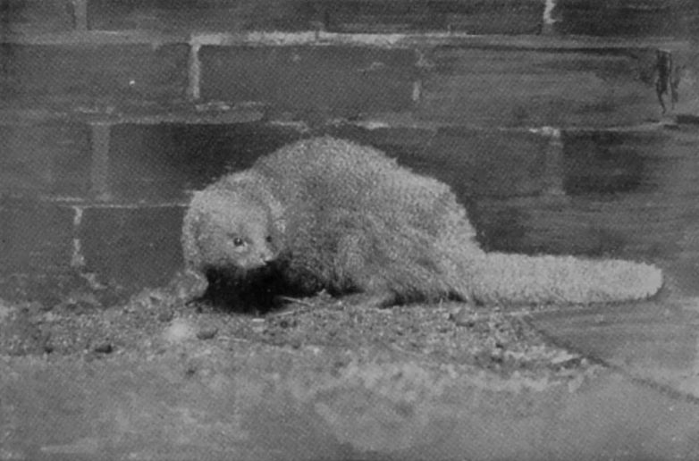 MONGOOSE.