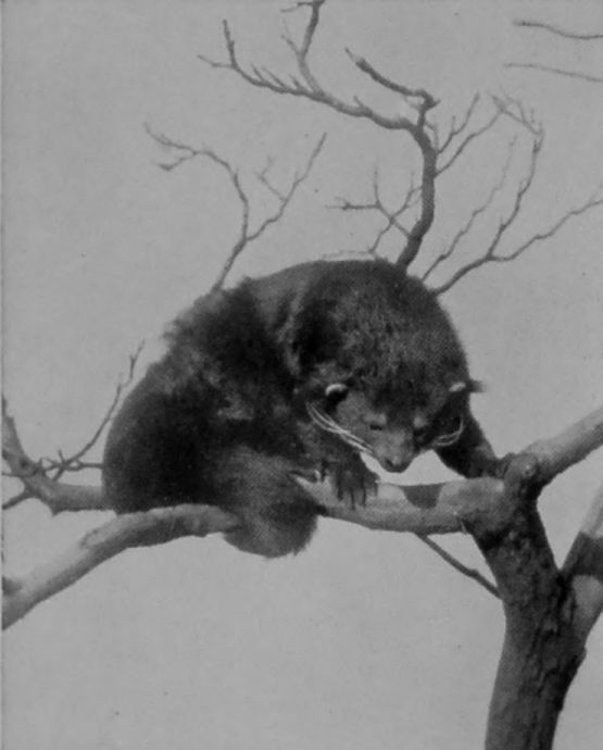 BINTURONG.