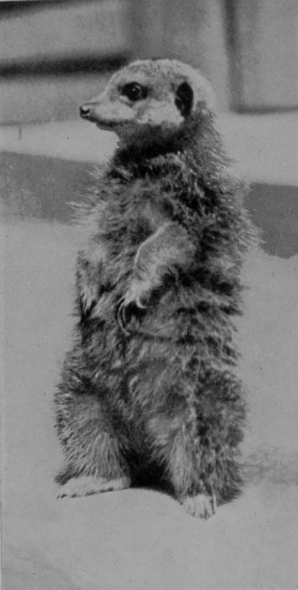 MEERKAT.