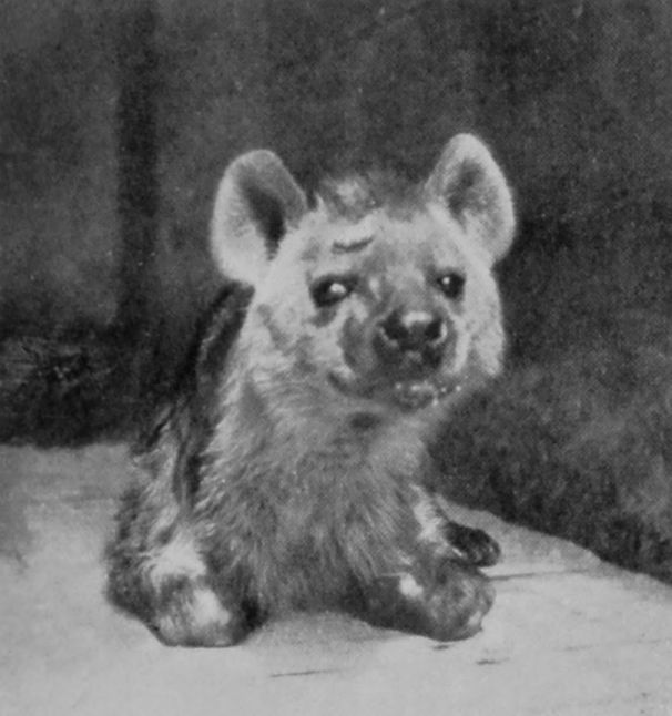 SPOTTED HYÆNA.