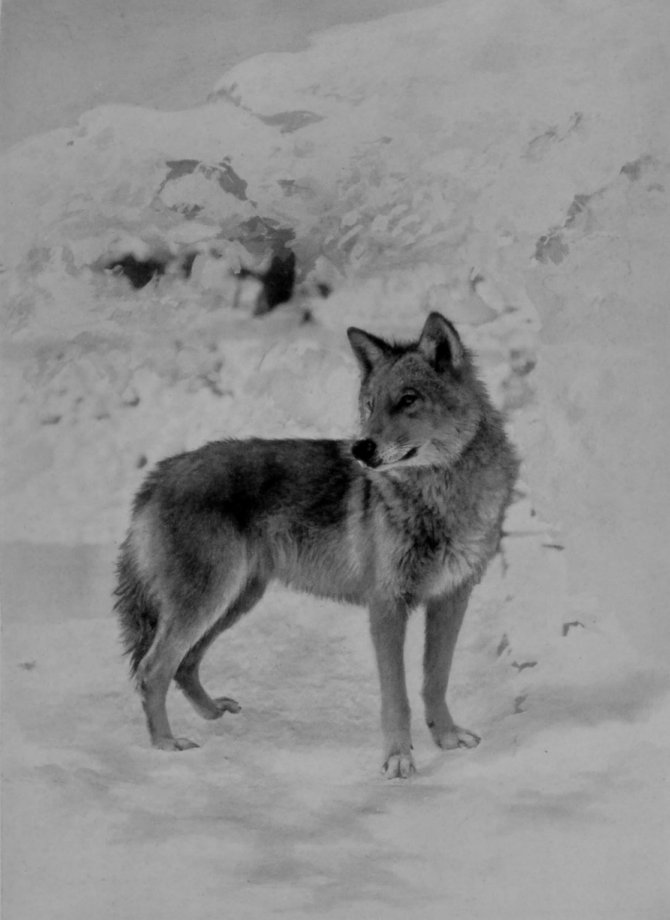 YOUNG GREY WOLF.