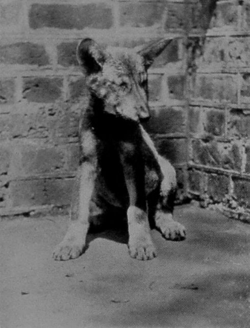 A GROWING CUB.