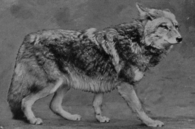 PRAIRIE-WOLF, OR COYOTE.