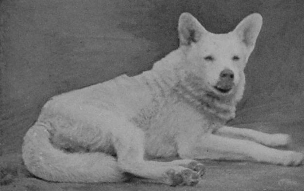 WHITE WOLF.