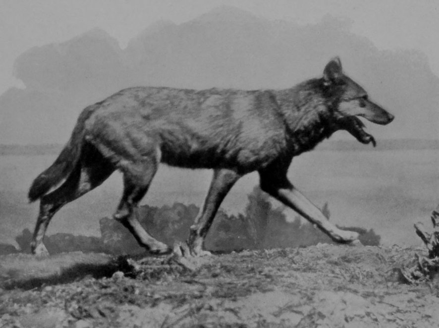 "THE WOLF WITH PRIVY PAW."