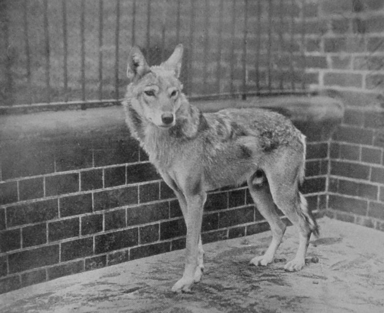 RUSSIAN WOLF.
