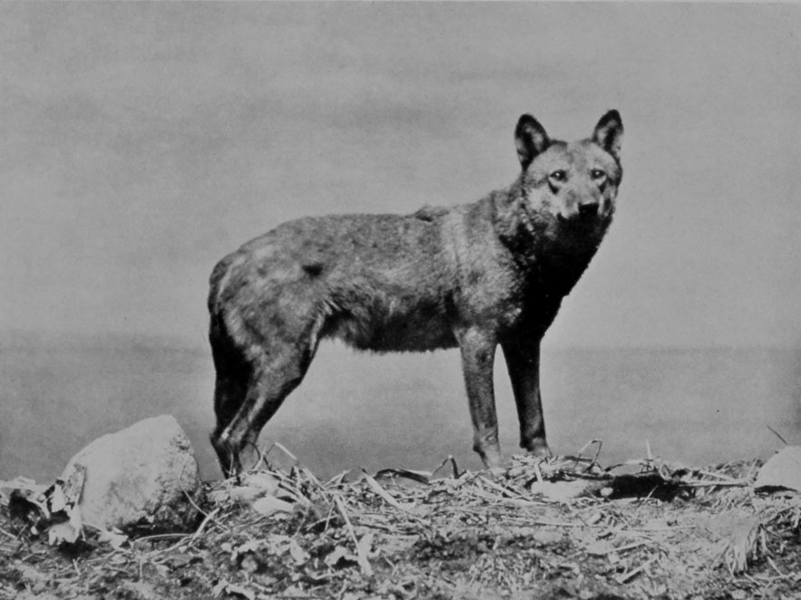 A WOLF OF THE CARPATHIANS.